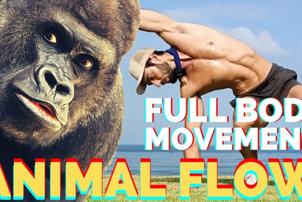 Full body Movement Animal flow Warm Up
